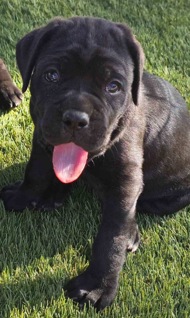 Cane Corso Puppies media 7