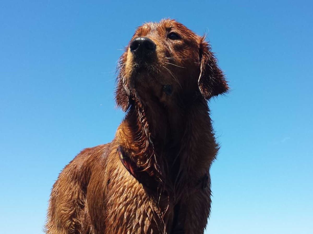 Dark Red Golden Retriever Puppies breeder image 21