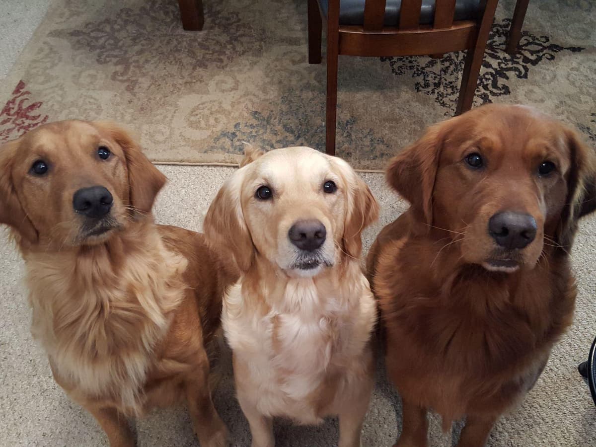 Dark Red Golden Retriever Puppies breeder image 22