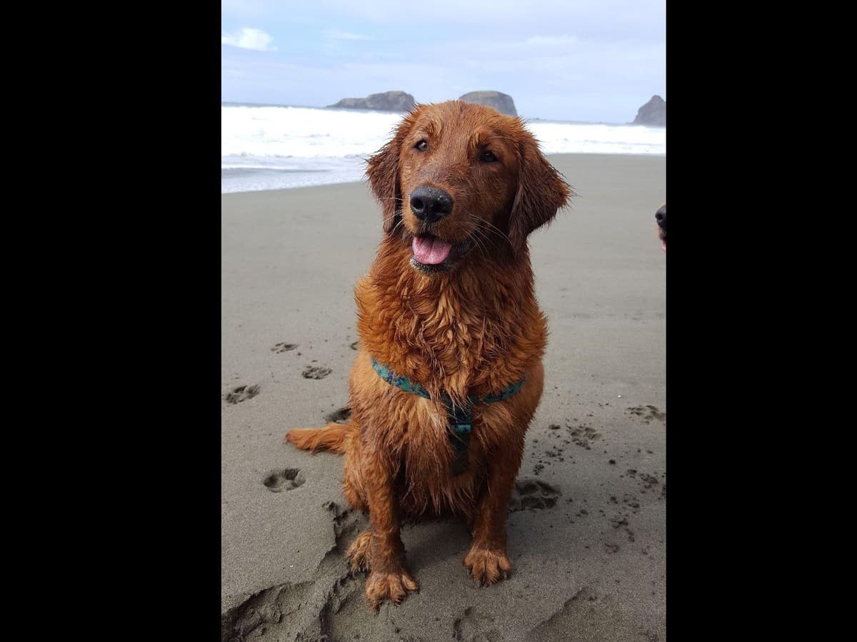 Dark Red Golden Retriever Puppies breeder image 24