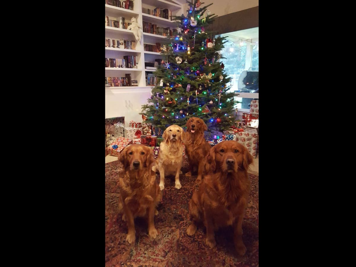Dark Red Golden Retriever Puppies breeder image 26