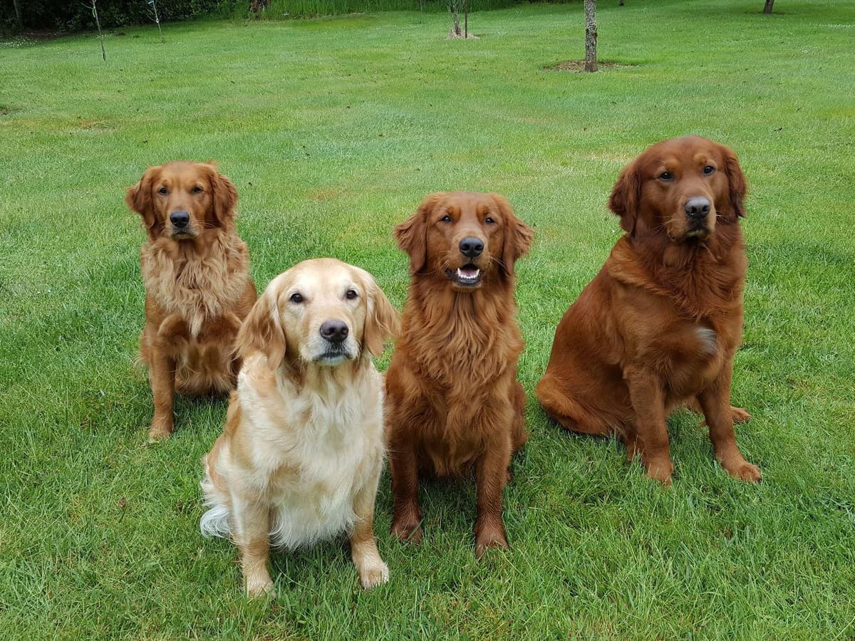 Dark Red Golden Retriever Puppies breeder image 18