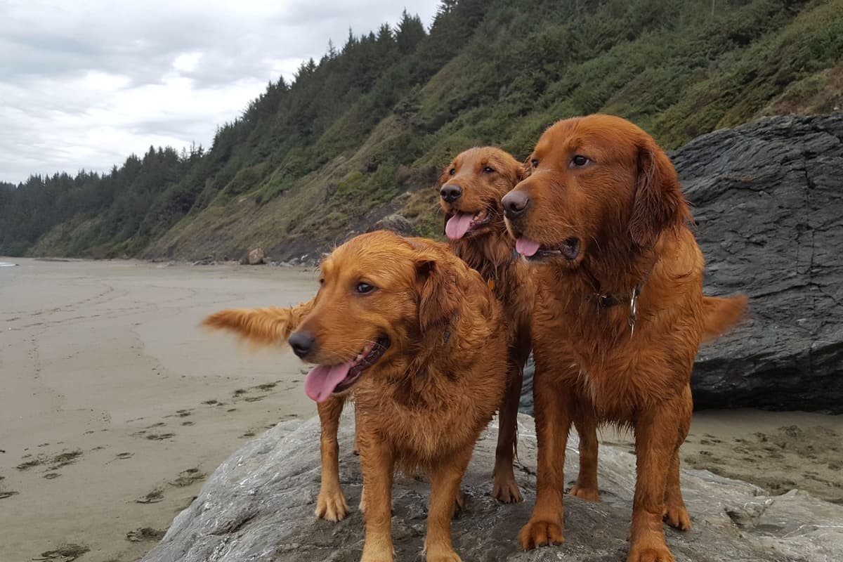 Dark Red Golden Retriever Puppies breeder image 20