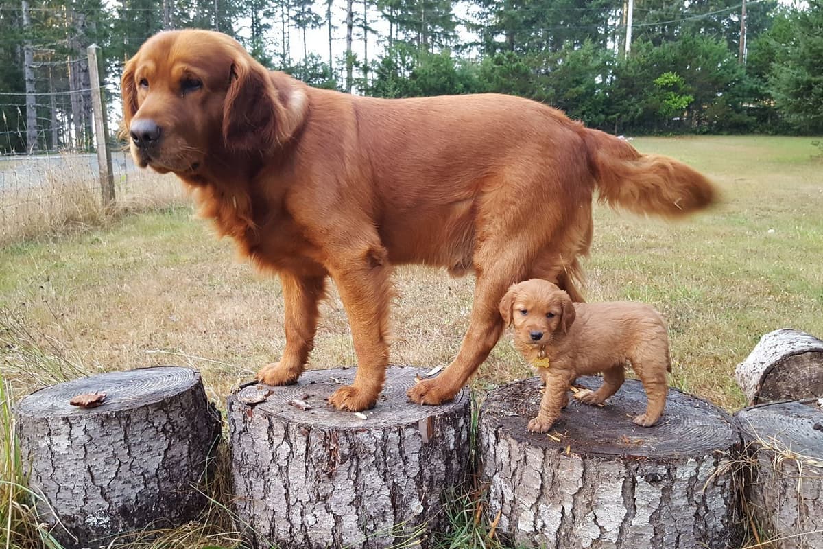 Dark Red Golden Retriever Puppies breeder image 14