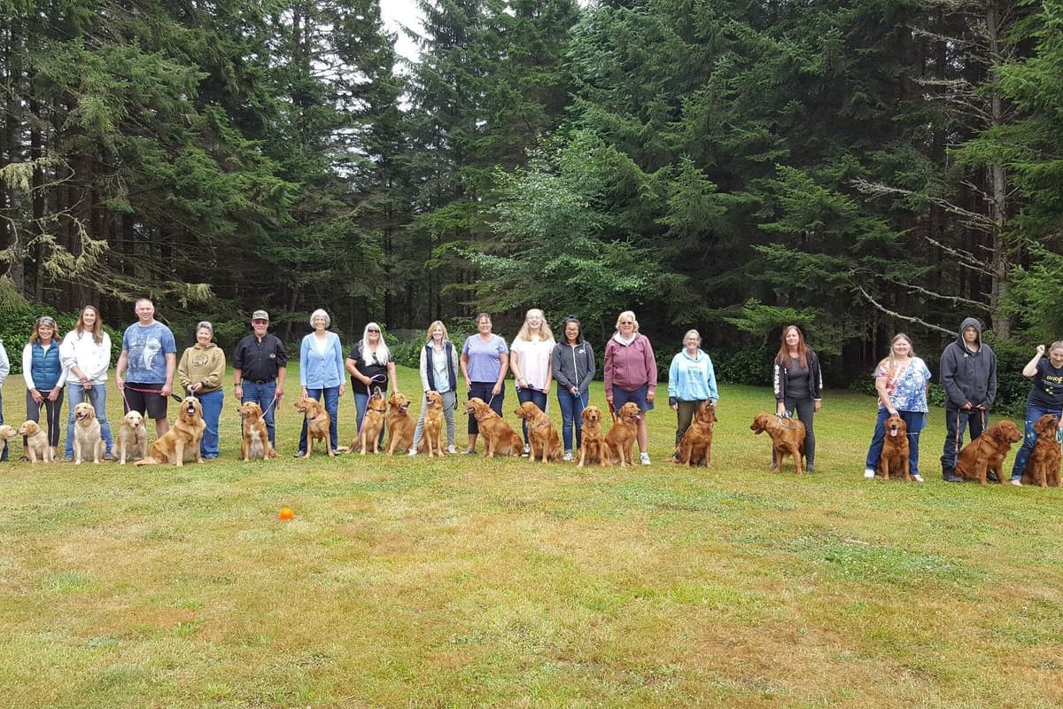 Dark Red Golden Retriever Puppies breeder image 12