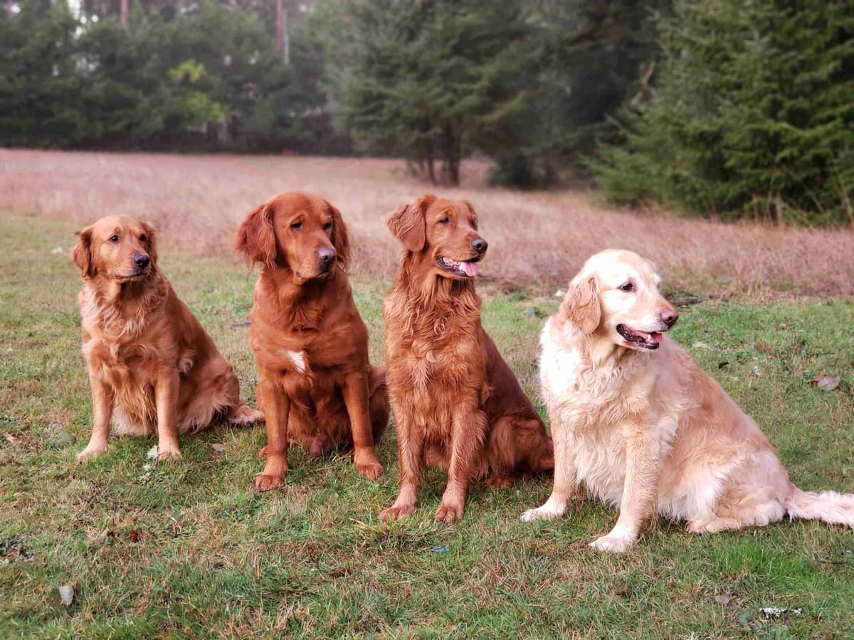 Dark Red Golden Retriever Puppies breeder image 10