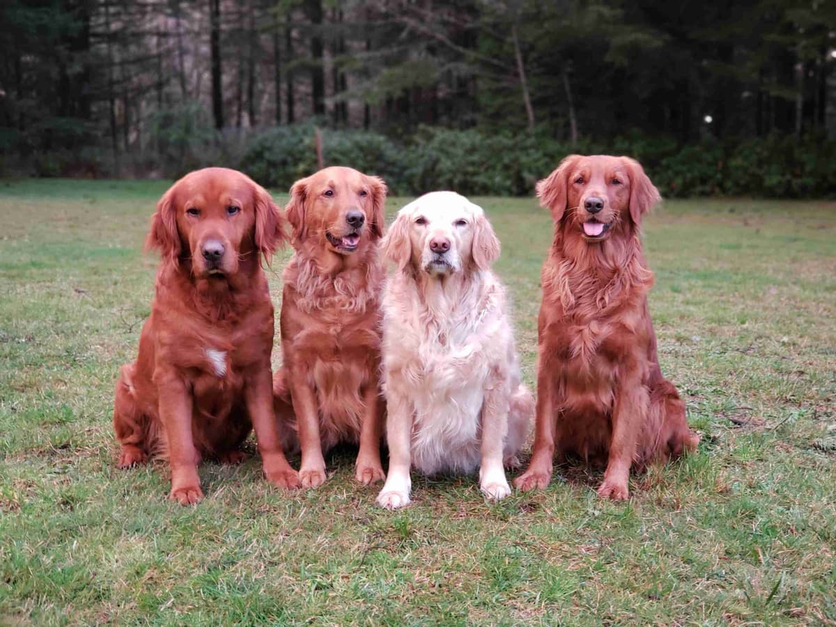 Dark Red Golden Retriever Puppies breeder image 9