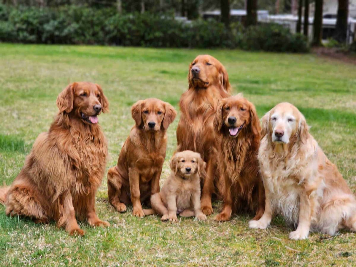 Dark Red Golden Retriever Puppies breeder image 6