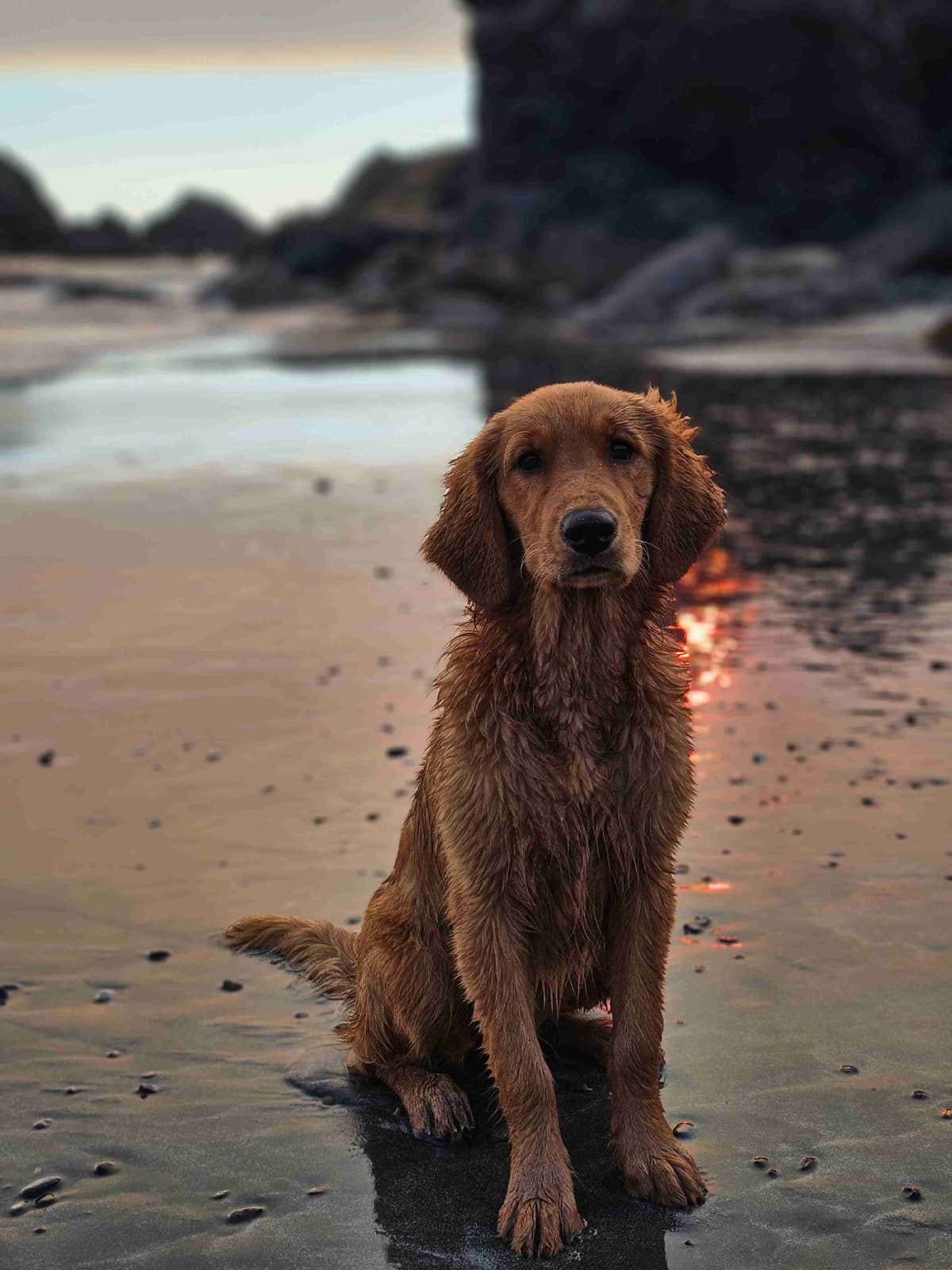 Dark Red Golden Retriever Puppies breeder image 27