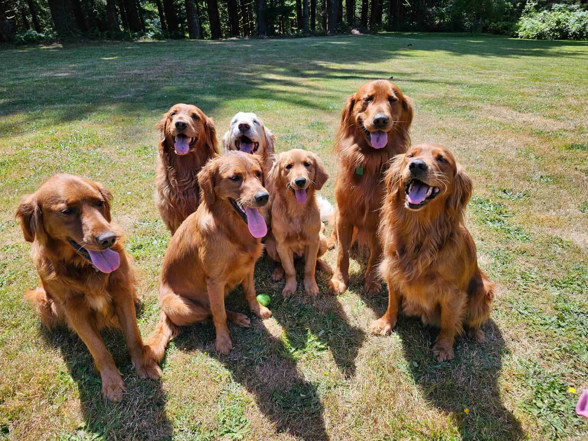 Dark Red Golden Retriever Puppies breeder image 7