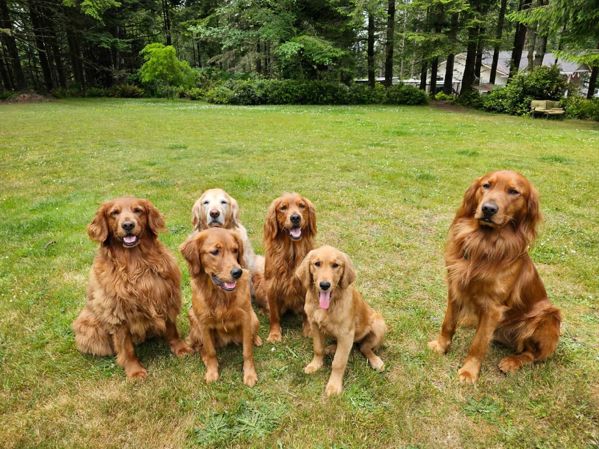 Dark Red Golden Retriever Puppies breeder image 8