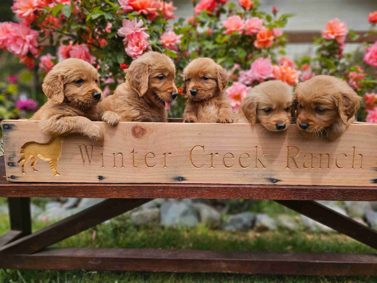 Dark Red Golden Retriever Puppies breeder image 5