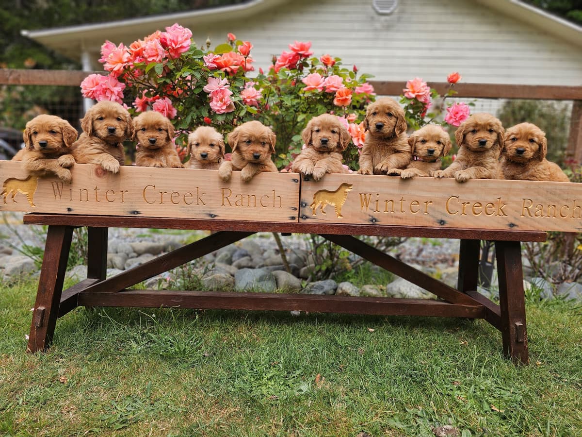 Dark Red Golden Retriever Puppies breeder image 4