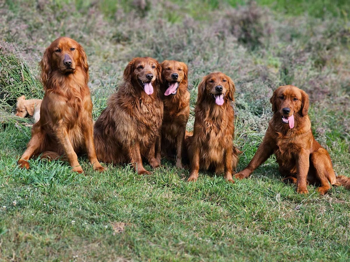 Dark Red Golden Retriever Puppies breeder image 3