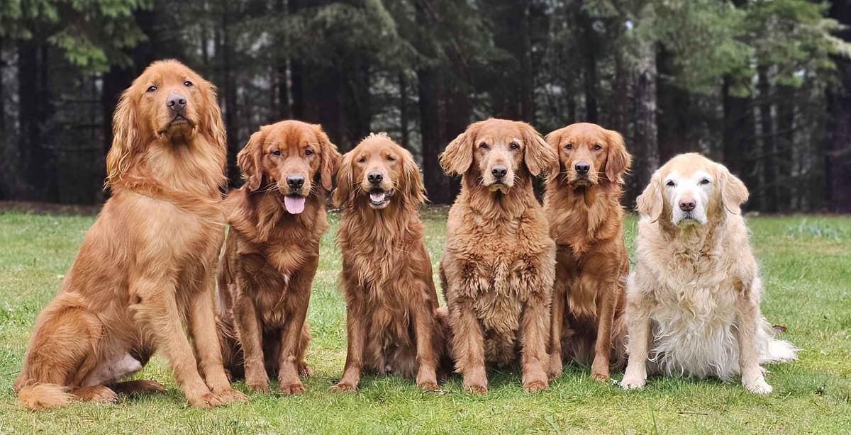 Dark Red Golden Retriever Puppies breeder image 1