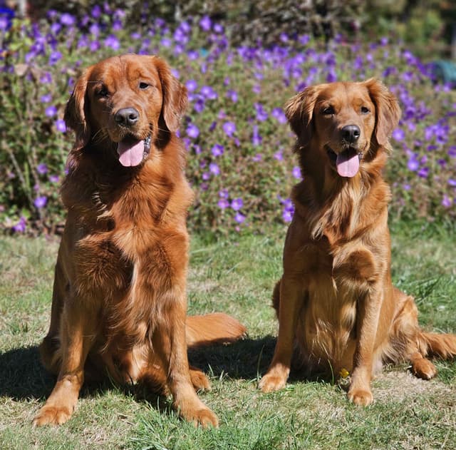 Dark Red Golden Retriever Puppies media 18