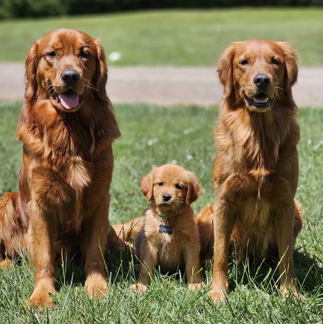 Dark Red Golden Retriever Puppies media 2
