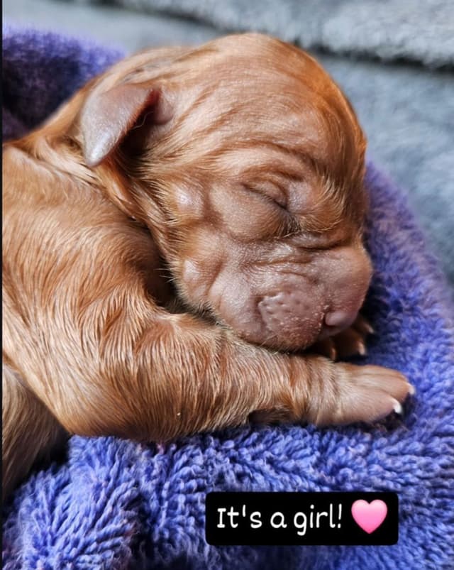 Dark Red Golden Retriever Puppies media 27