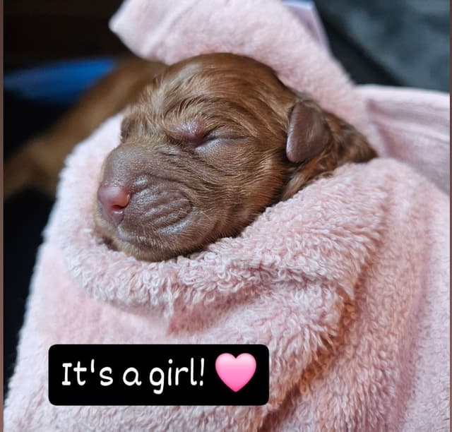 Dark Red Golden Retriever Puppies media 19