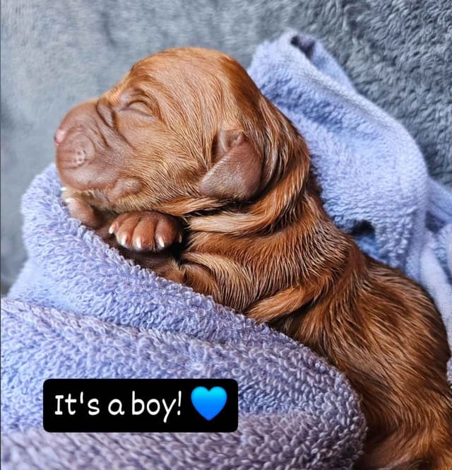Dark Red Golden Retriever Puppies media 21