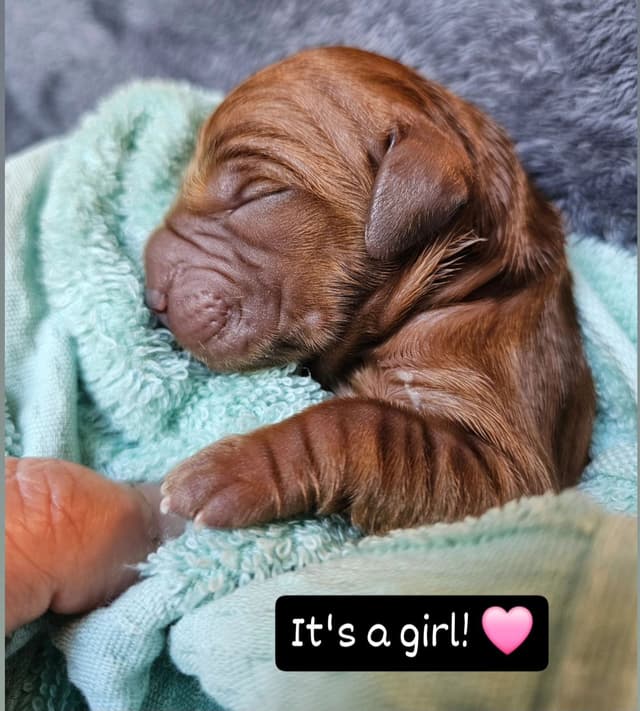Dark Red Golden Retriever Puppies media 22