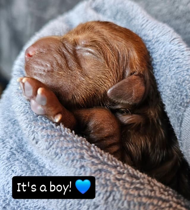 Dark Red Golden Retriever Puppies media 23