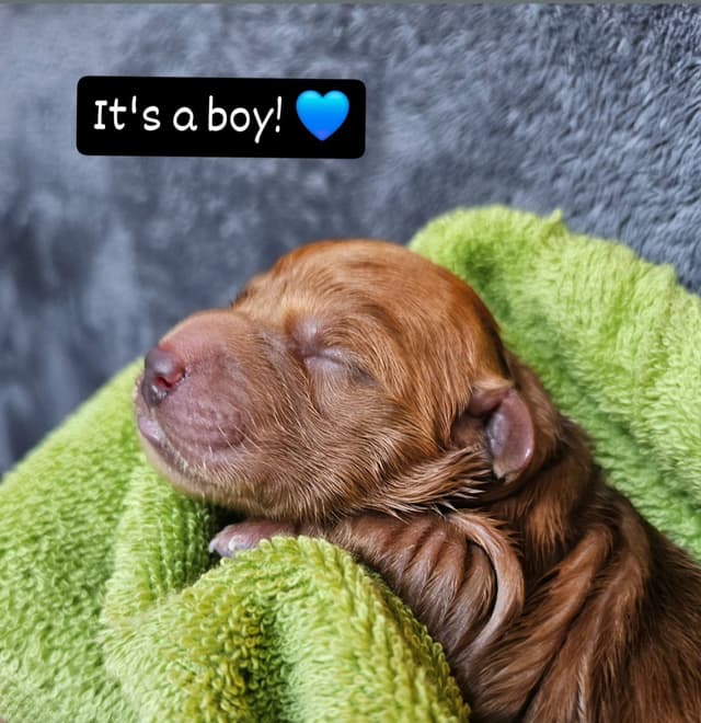 Dark Red Golden Retriever Puppies media 24