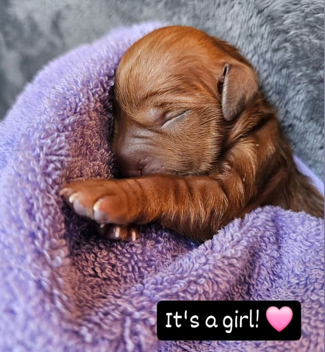 Dark Red Golden Retriever Puppies media 25