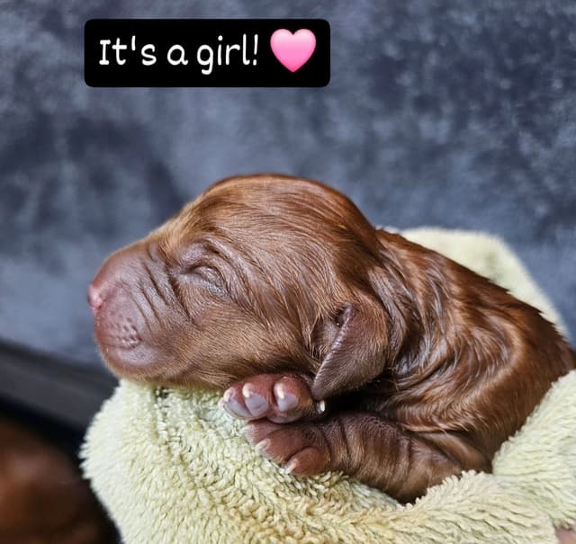 Dark Red Golden Retriever Puppies media 26