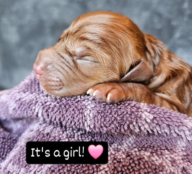 Dark Red Golden Retriever Puppies media 28