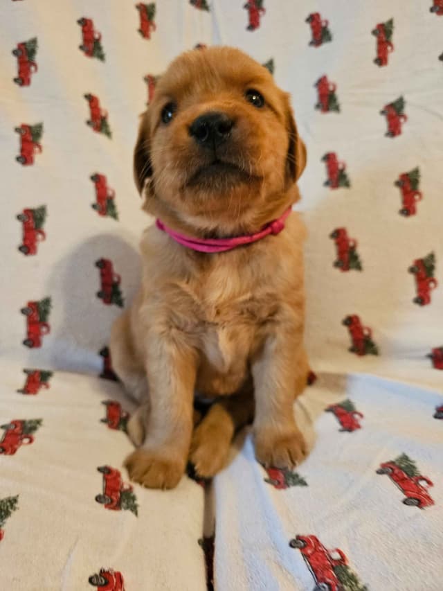 Dark Red Golden Retriever Puppies media 13