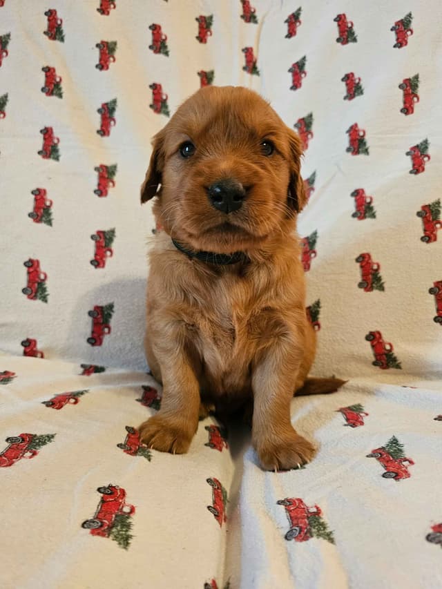 Dark Red Golden Retriever Puppies media 14