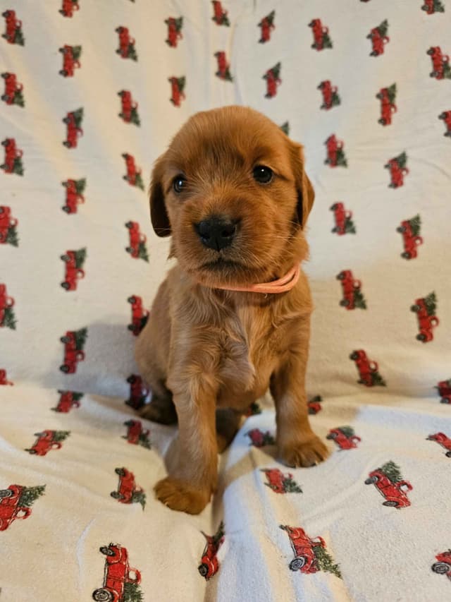 Dark Red Golden Retriever Puppies media 12