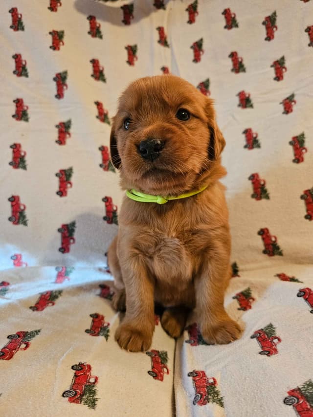 Dark Red Golden Retriever Puppies media 7