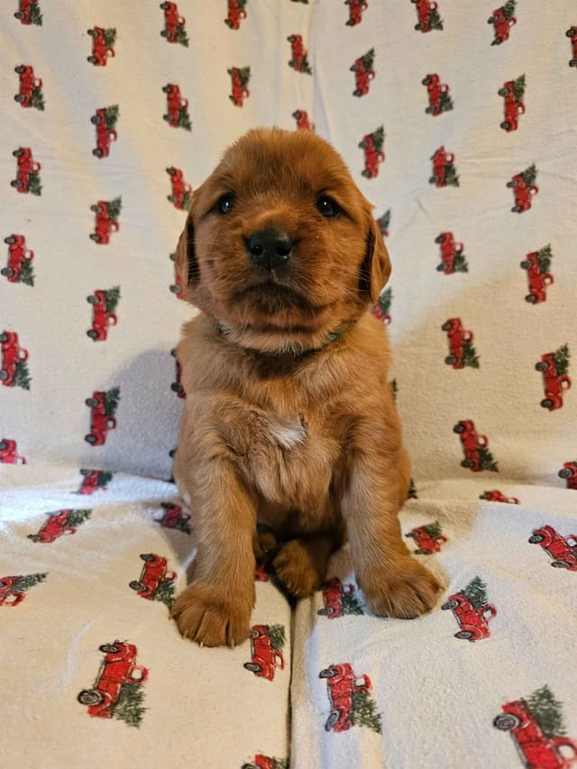 Dark Red Golden Retriever Puppies media 8