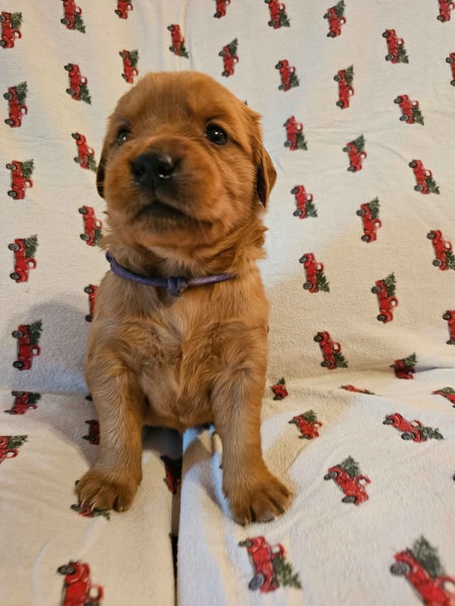 Dark Red Golden Retriever Puppies media 11