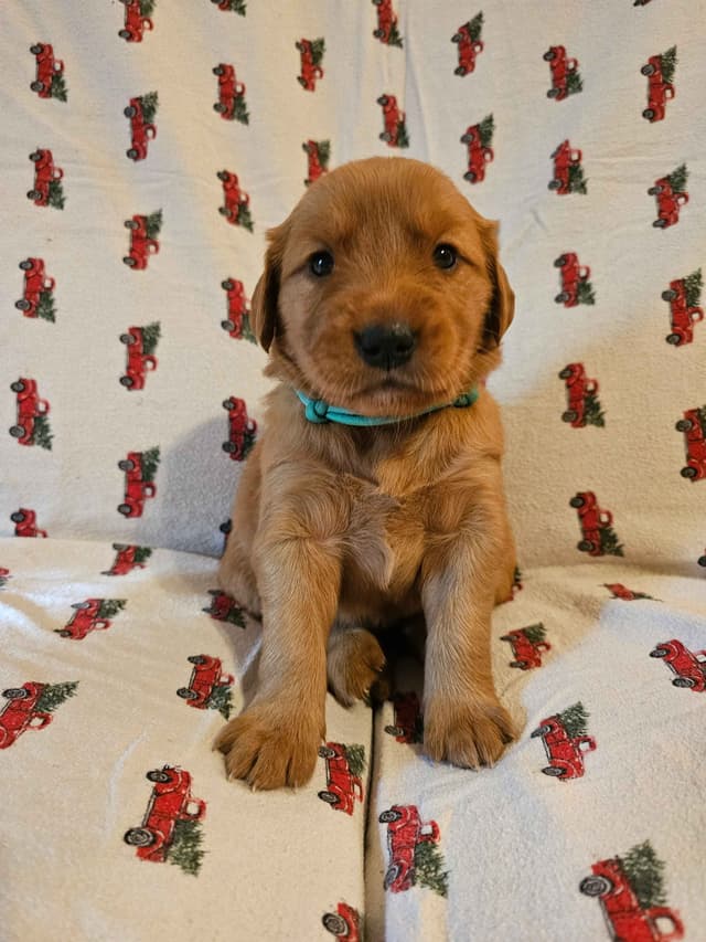 Dark Red Golden Retriever Puppies media 9