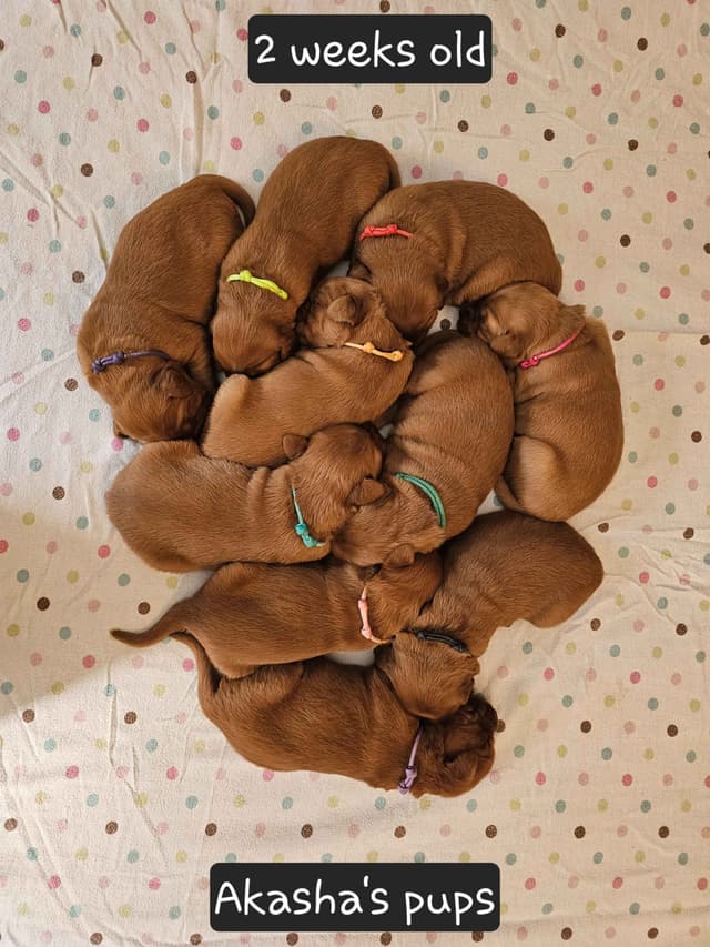 Dark Red Golden Retriever Puppies media 16