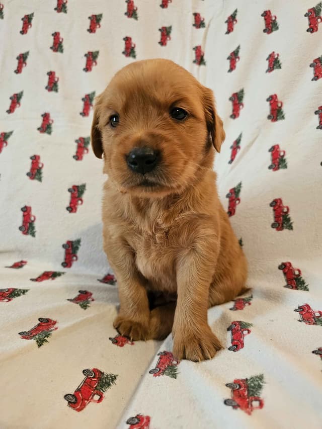 Dark Red Golden Retriever Puppies media 6