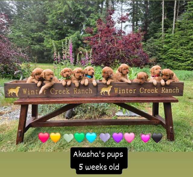 Dark Red Golden Retriever Puppies media 4