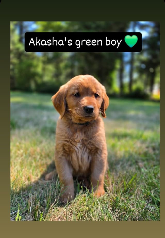 Dark Red Golden Retriever Puppies media 3