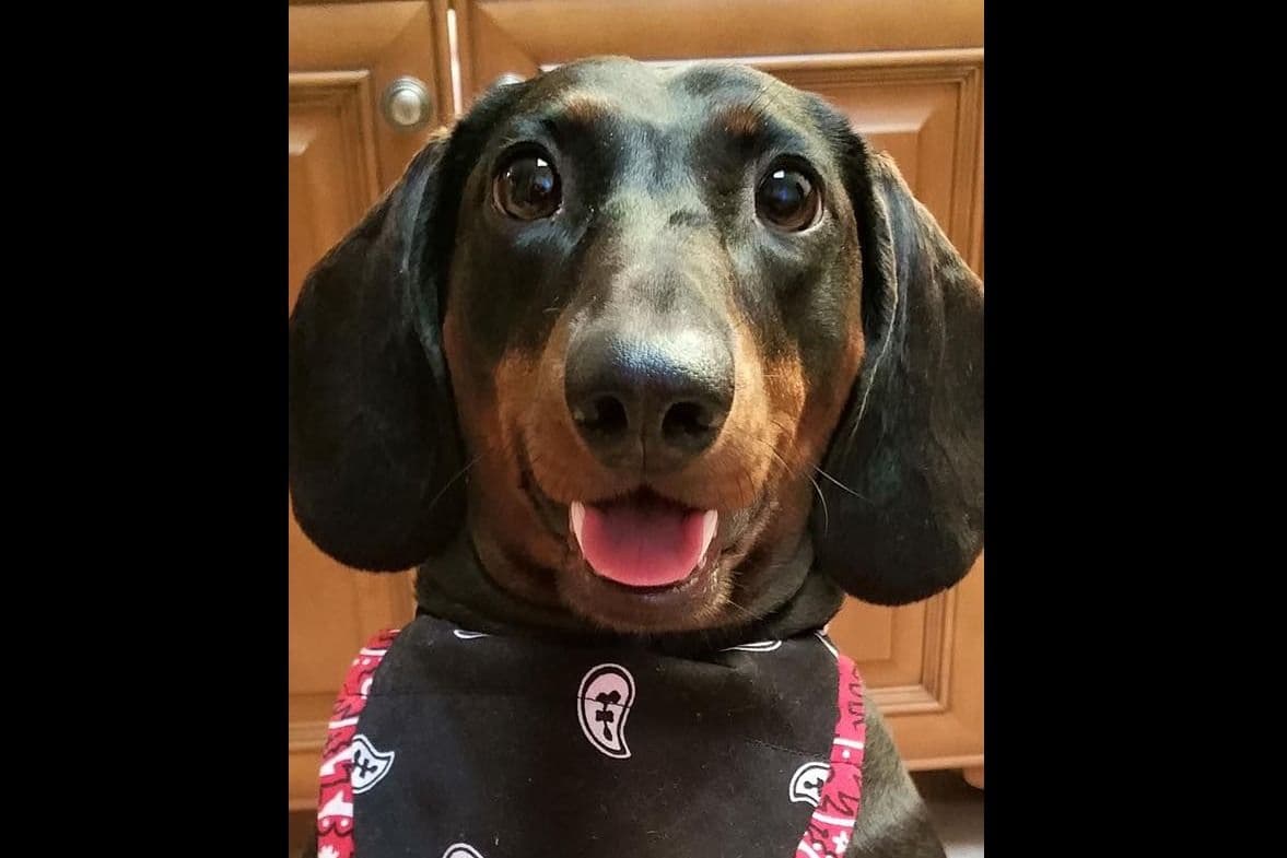 Standard Dachshund Male B&T Euro Lines Born 5/7/26 breeder image 5