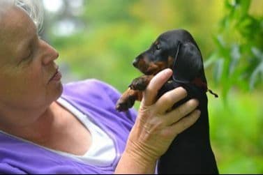 Standard Dachshund Male B&T Euro Lines Born 5/7/26 breeder image 7