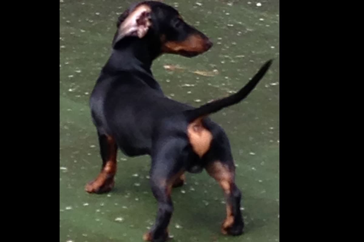 Standard Dachshund Male B&T Euro Lines Born 5/7/26 breeder image 10
