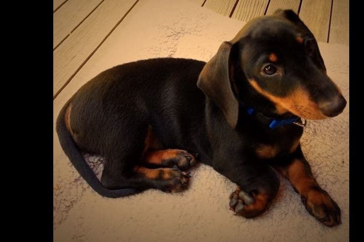 Standard Dachshund Male B&T Euro Lines Born 5/7/26 breeder image 11