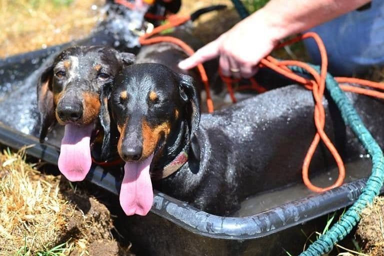 Standard Dachshund Male B&T Euro Lines Born 5/7/26 breeder image 12