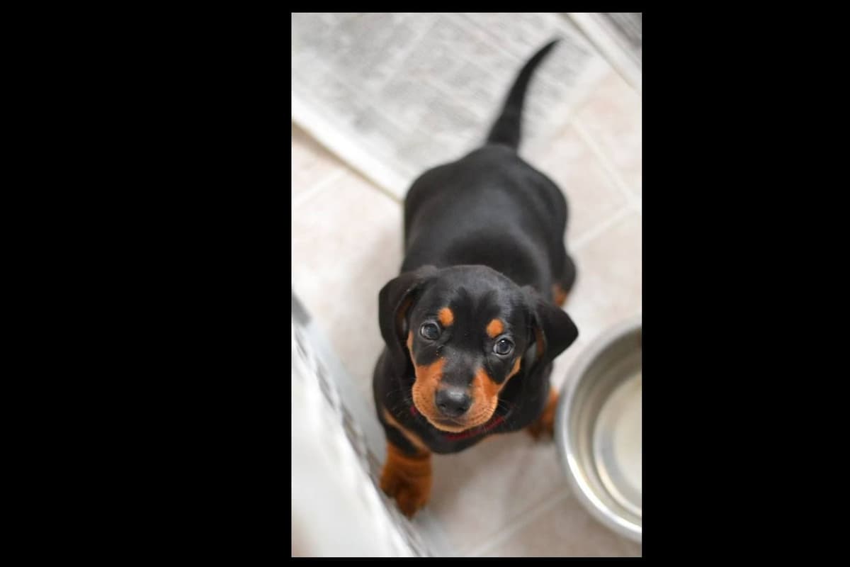 Standard Dachshund Male B&T Euro Lines Born 5/7/26 breeder image 14