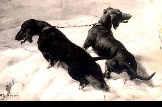 Standard Dachshund Male B&T Euro Lines Born 5/7/26 breeder image 15