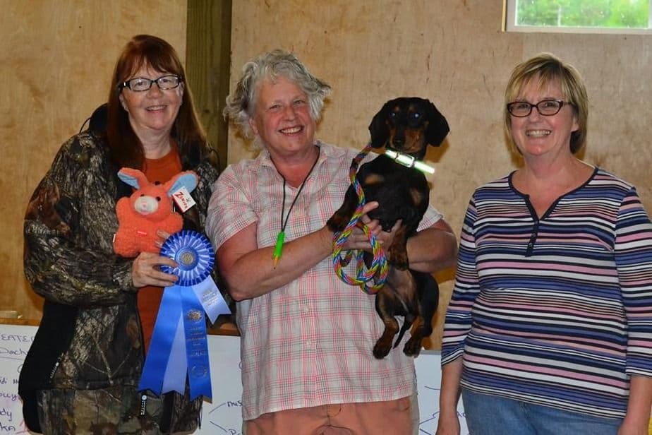 Standard Dachshund Male B&T Euro Lines Born 5/7/26 breeder image 17