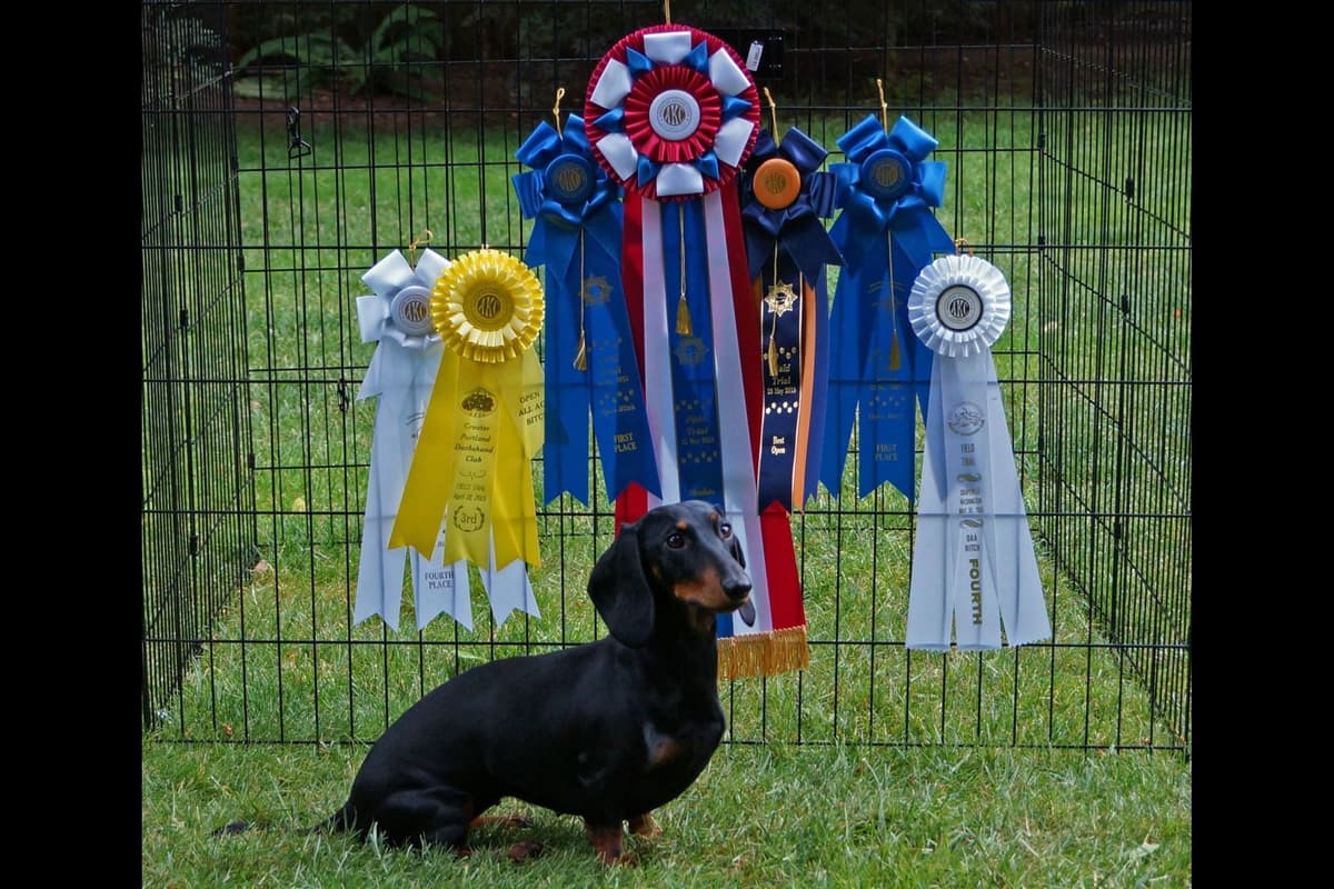 Standard Dachshund Male B&T Euro Lines Born 5/7/26 breeder image 20